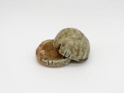 信楽土香合 信楽土香合